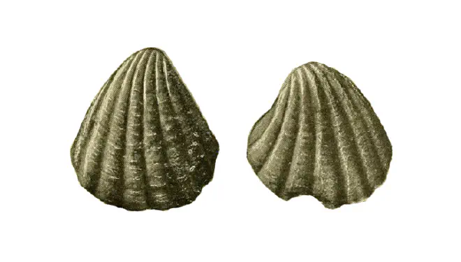 Specimen of Pleuromeris scituloides figured by Olsson (1914, pl. 1, fig. 3 and 4).
