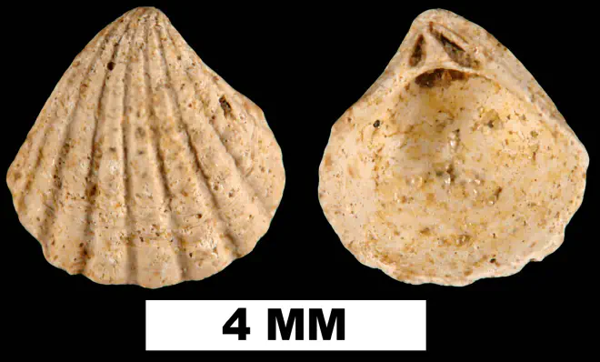 Pleuromeris scituloides from the Late Pliocene Jackson Bluff Fm. of Liberty County, Florida (UF 222756).