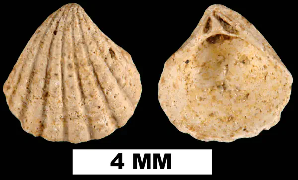 Pleuromeris scituloides