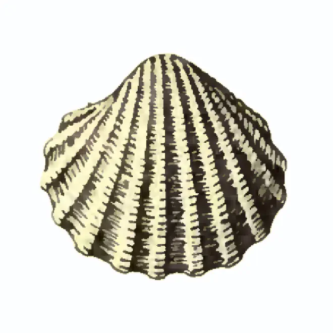Specimen of Pleuromeris tellia figured by Dall (1903, pl. 56, fig. 2); 3.5 mm in length.