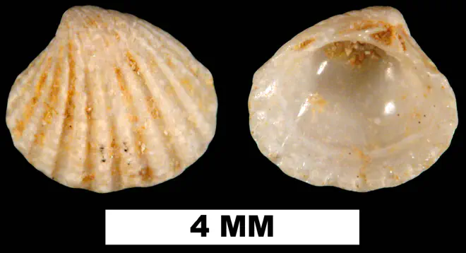 Pleuromeris tellia from the Early Miocene Chipola Fm. of Calhoun County, Florida (UF 189442).