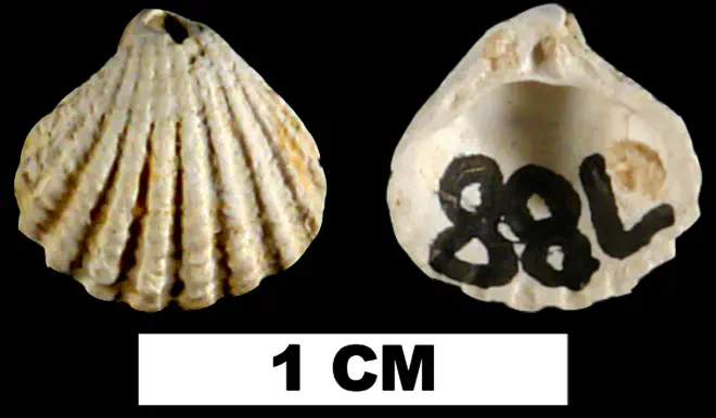 Pleuromeris tridentata from either the Late Pliocene Tamiami Fm. (Pinecrest Beds) or Middle Pleistocene Bermont Fm. of Charlotte County, Florida (UF 224948).