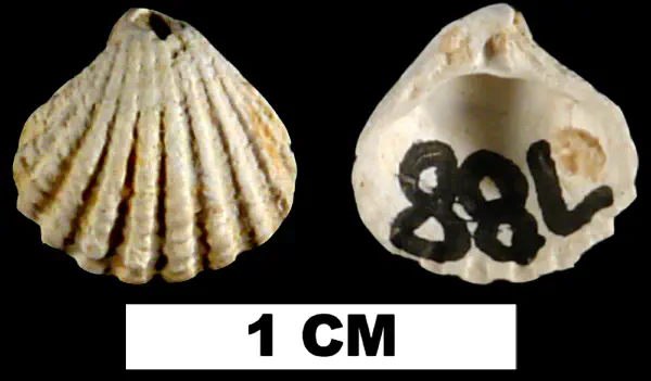 Pleuromeris tridentata