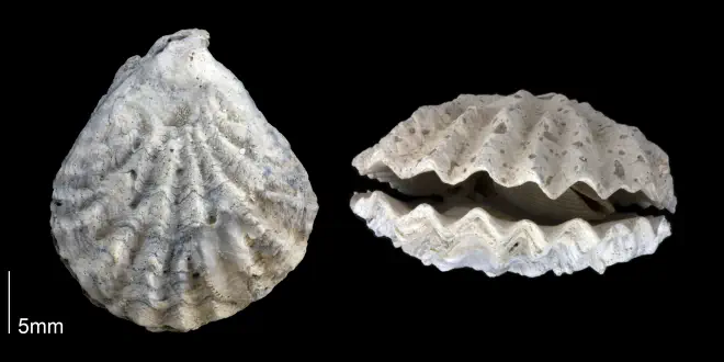 Plicatula hunterae from the Late Pliocene Tamiami Fm. (Pinecrest Beds) of Sarasota County, Florida (PRI 70170).