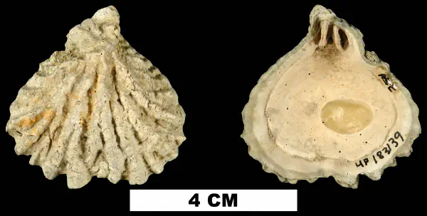 Plicatula hunterae
