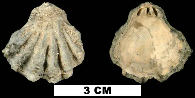 Plicatula marginata from the Late Pliocene Tamiami Fm. (Pinecrest Beds) of Sarasota County, Florida (UF 225259).