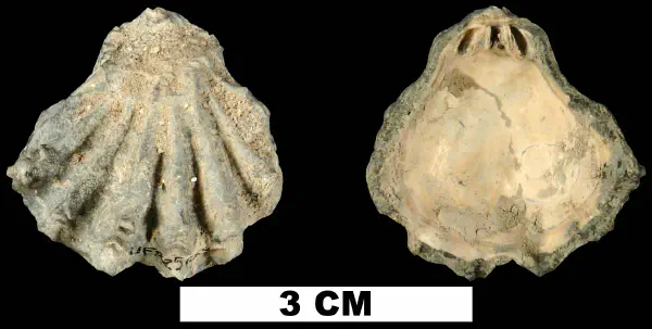 Plicatula marginata