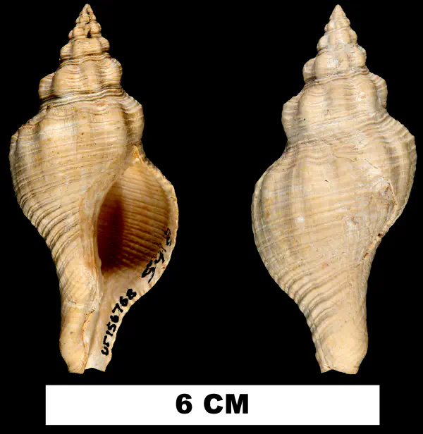 Pliculofusus ramondi
