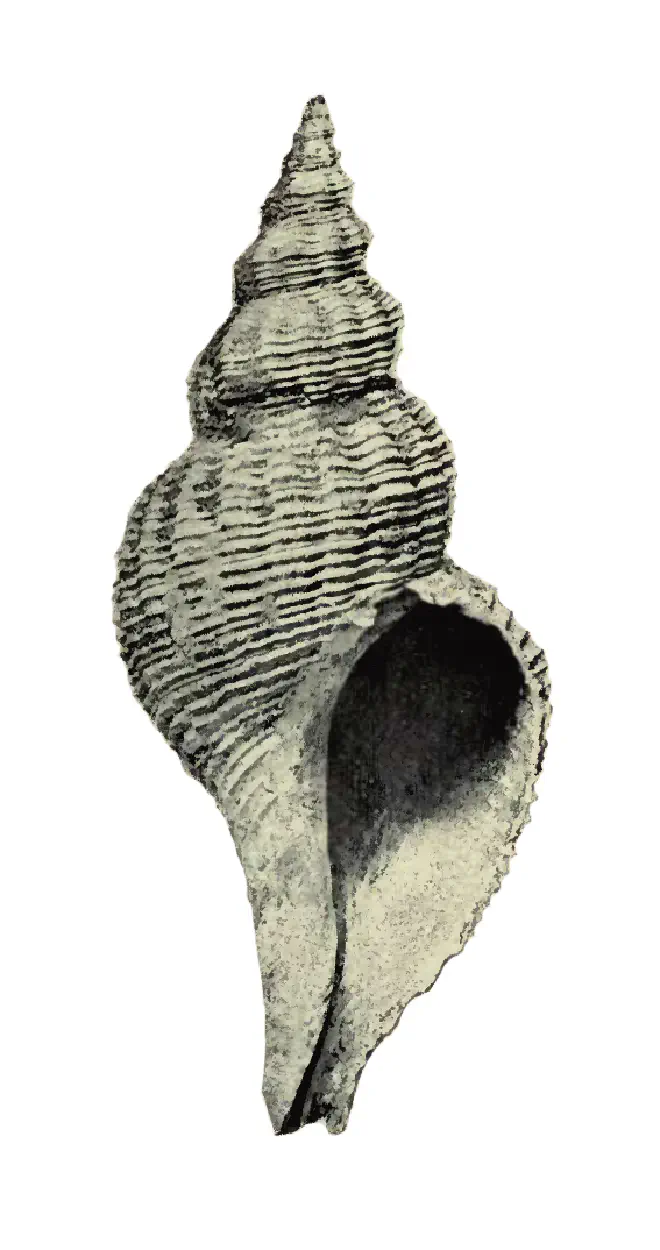 Specimen of Pliculofusus scalarinus figured by Heilpin (1890, pl. 1, fig. 2); 6.5 in. in length.