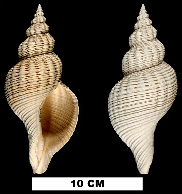 Pliculofusus scalarinus