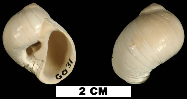 Polinices caroliniana