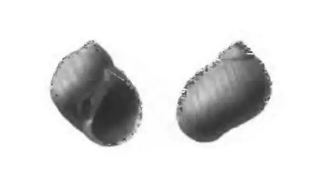 Specimen of Polinices demicryptus figured by Gardner (1947, pl. 59, fig. 20 and 21); 7.5 mm in length.