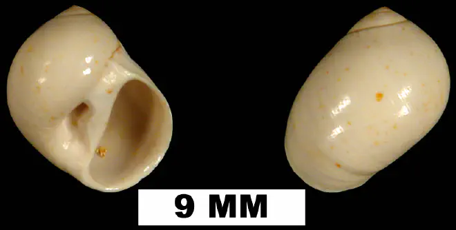 Polinices demicryptus from the Early Miocene Chipola Fm. of Calhoun County, Florida (UF 120521).