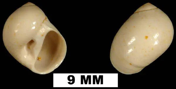 Polinices demicryptus