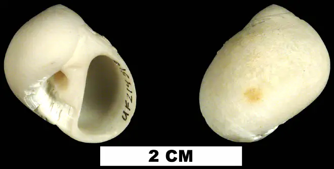 Polinices lacteus from the Middle Pliocene Bermont Fm. of Miami-Dade County, Florida (UF 214516).