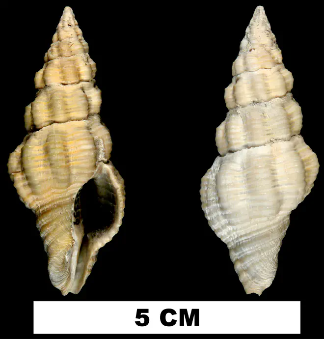 Polygona angulata from the Early Pleistocene Caloosahatchee Fm. or Middle Pleistocene Bermont Fm. of Palm Beach County, Florida (UF 155559).
