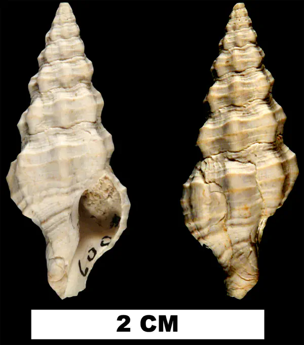 Polygona hypsipetta