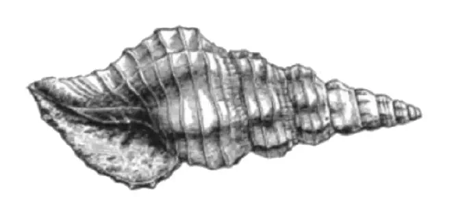 Specimen of Polygona hypsipettus figured by Dall (1890, pl. 10, fig. 5); 25.0 mm in length.