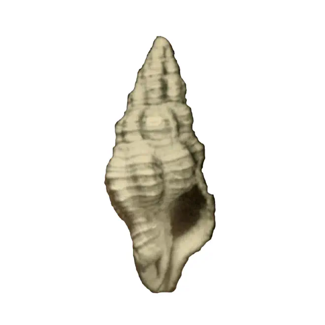 Specimen of Polygona jucunda figured by McGinty (1940, pl. 10, fig. 3); 43.8 mm in length.