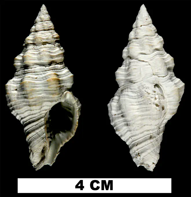 Polygona jucunda from the Early Pleistocene Caloosahatchee Fm. of Hendry County, Florida (UF 49196).