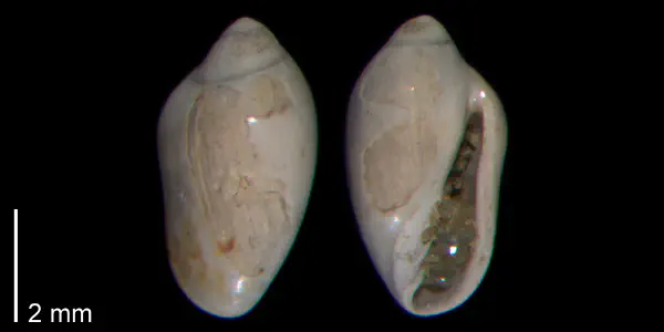 Prunum limatulum