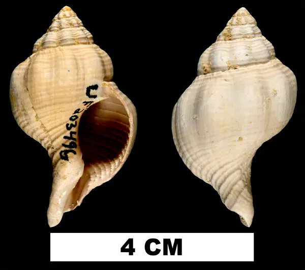 Psammostoma costatum