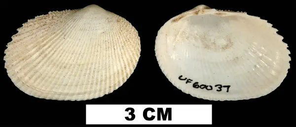 Pseudopapyridea semisulcata