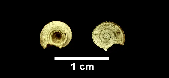 Pseudotorinia nupera from the Late Pliocene Yorktown Fm. of Isle of Wight County, Virginia (SDSM 112655).