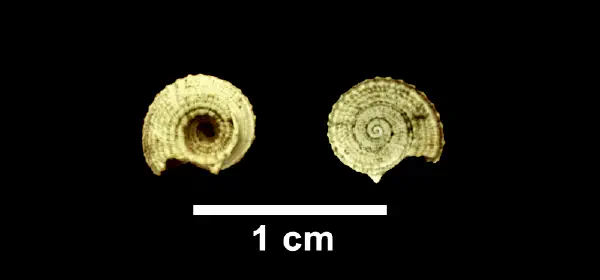 Pseudotorinia nupera