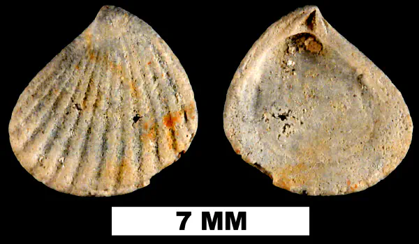 Pteromeris abbreviata