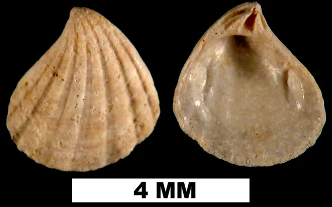 Pteromeris perplana from the Plio-Pleistocene (formation unknown) of Sarasota County, Florida (UF 49642).