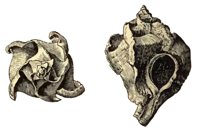 Specimen of Pterorytis fluviana figured by Dall (1903, pl. 60, fig. 20 and 21); 34.0 mm in length.