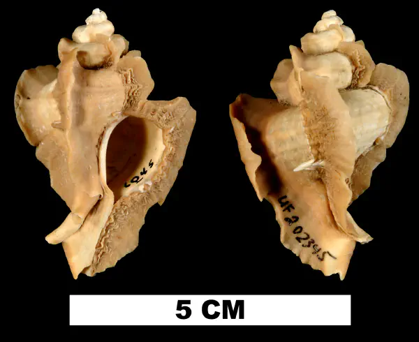 Pterorytis fluviana