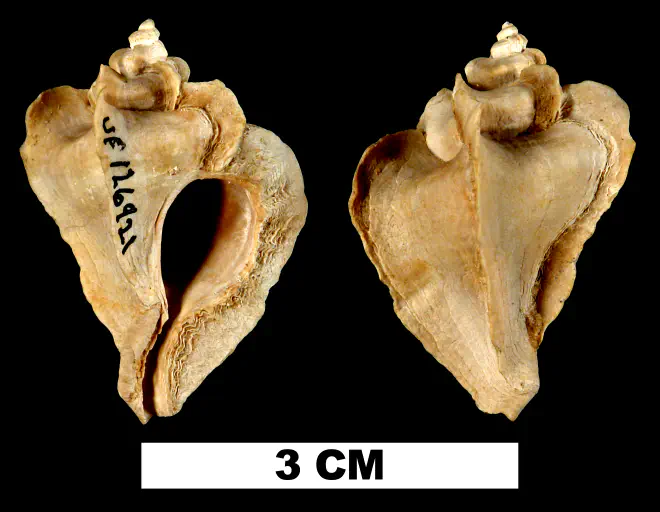 Pterorytis roxaneae from the Late Pliocene Tamiami Fm. (Pinecrest Beds) of Sarasota County, Florida (UF 126921).