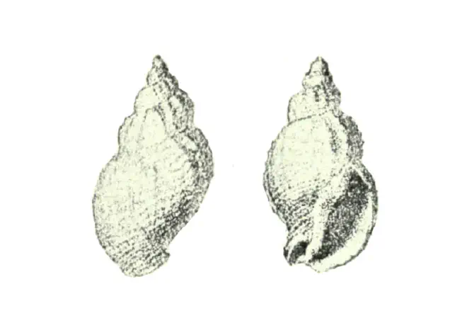 Specimen of Ptychosalpinx laqueata figured by Conrad (1832, pl. 4, fig. 5).