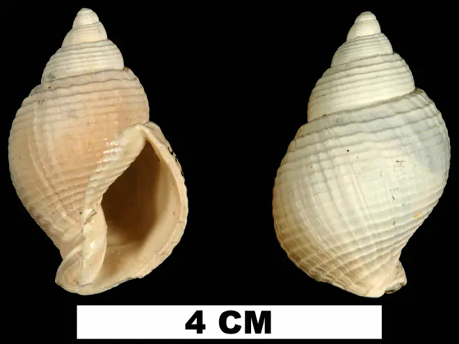 Ptychosalpinx laqueata from the Late Pliocene Tamiami Fm. (Pinecrest Beds) of Highlands County, Florida (UF 61686).