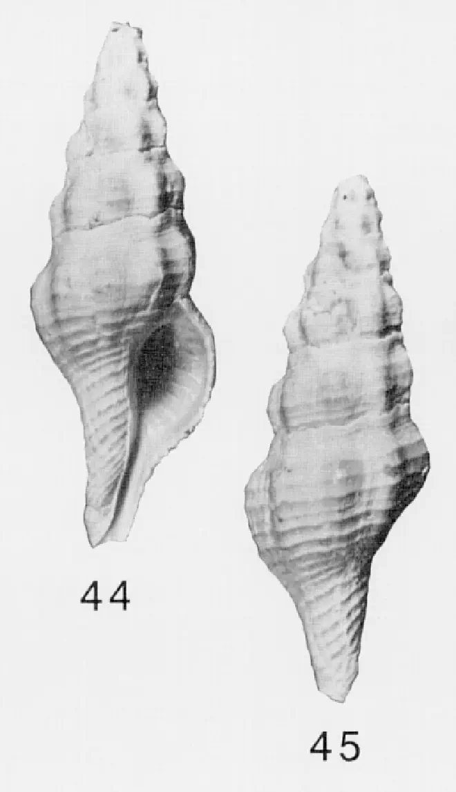 Specimen of Pustulatirus caloosahatchiensis figured by Lyons (1991, fig. 44 and 45).