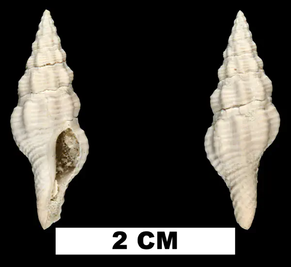 Pustulatirus caloosahatchiensis
