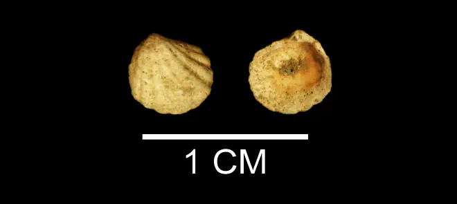 Radiolucina tuomeyi from the Late Pliocene Duplin Fm. of Wayne County, Georgia (SDSM 112190).