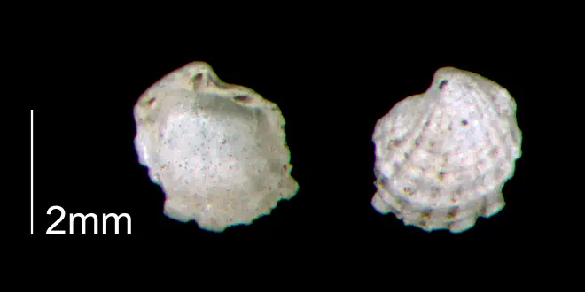 Cardiolucina waccamawensis from the Early Pleistocene Waccamaw Fm. of Brunswick County, North Carolina (PRI 70442).
