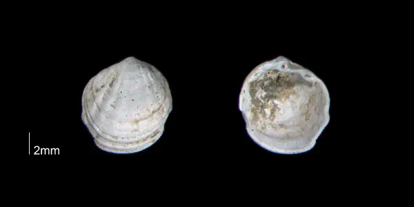 Radiolucina waccamawensis