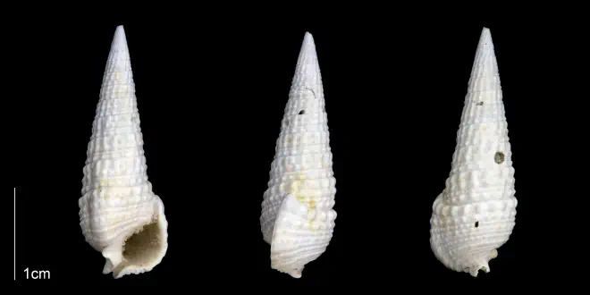 Rhinoclavis caloosaensis from the Late Pliocene Tamiami Fm. (Pinecrest Beds) of Sarasota County, Florida (PRI 70180).