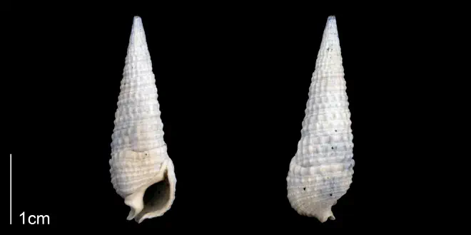 Rhinoclavis caloosaensis from the Late Pliocene Tamiami Fm. (Pinecrest Beds) of Sarasota County, Florida (PRI 70268).