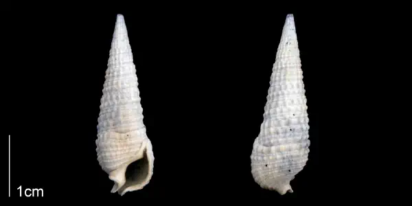 Rhinoclavis caloosaensis