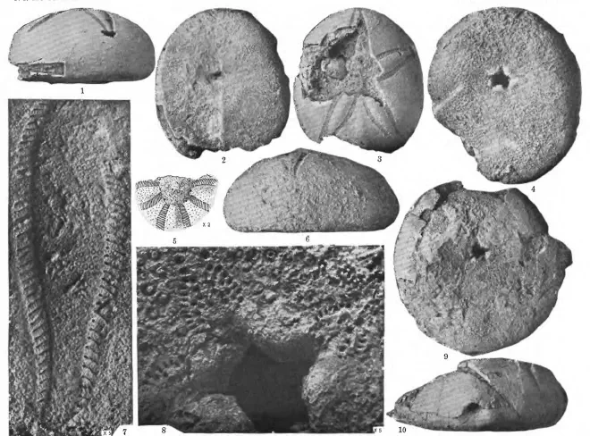 Figure of fossil of Rhyncholampas evergladensis.