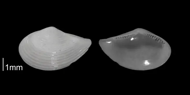 Nuculana acuta from the Early Pleistocene Waccamaw Fm. of Brunswick County, North Carolina (PRI 70398).