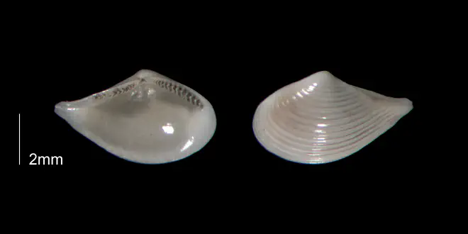 Nuculana acuta from the Early Pleistocene Waccamaw Fm. of Brunswick County, North Carolina (PRI 70436).