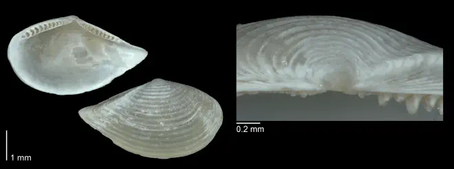 Nuculana acuta from the Early Pleistocene Caloosahatchee Fm. of Charlotte County, Florida (temporary number MPM ONYNNE).