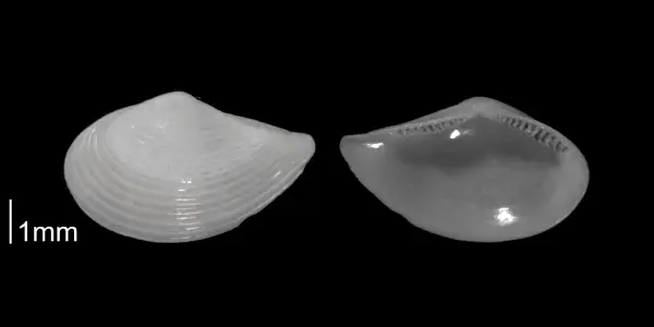 Saccella acuta