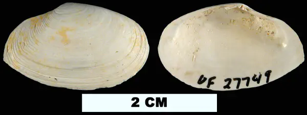 Scissula similis
